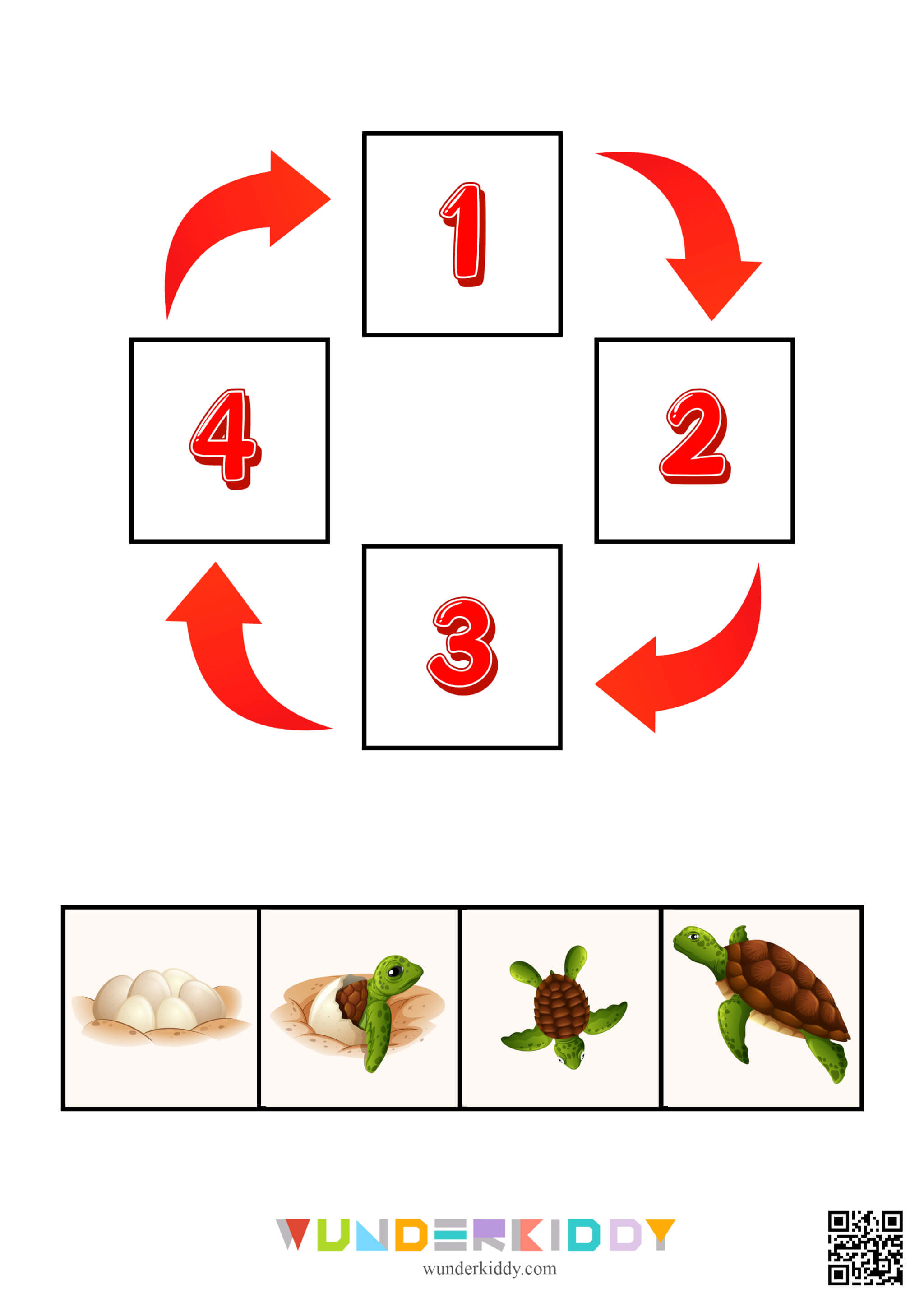 Science Activity Animals and Plants Life Cycle - Image 3