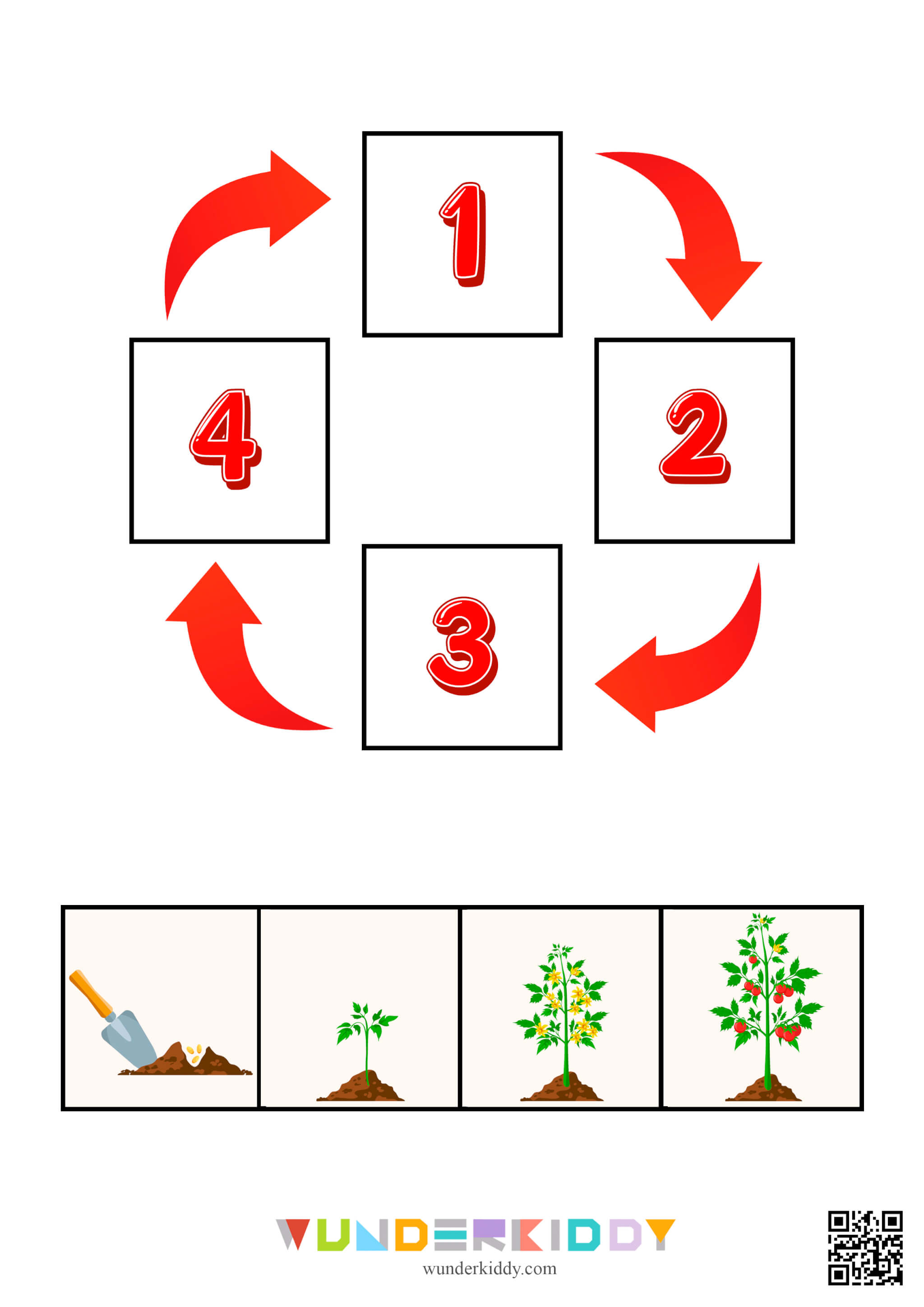 Science Activity Animals and Plants Life Cycle - Image 4