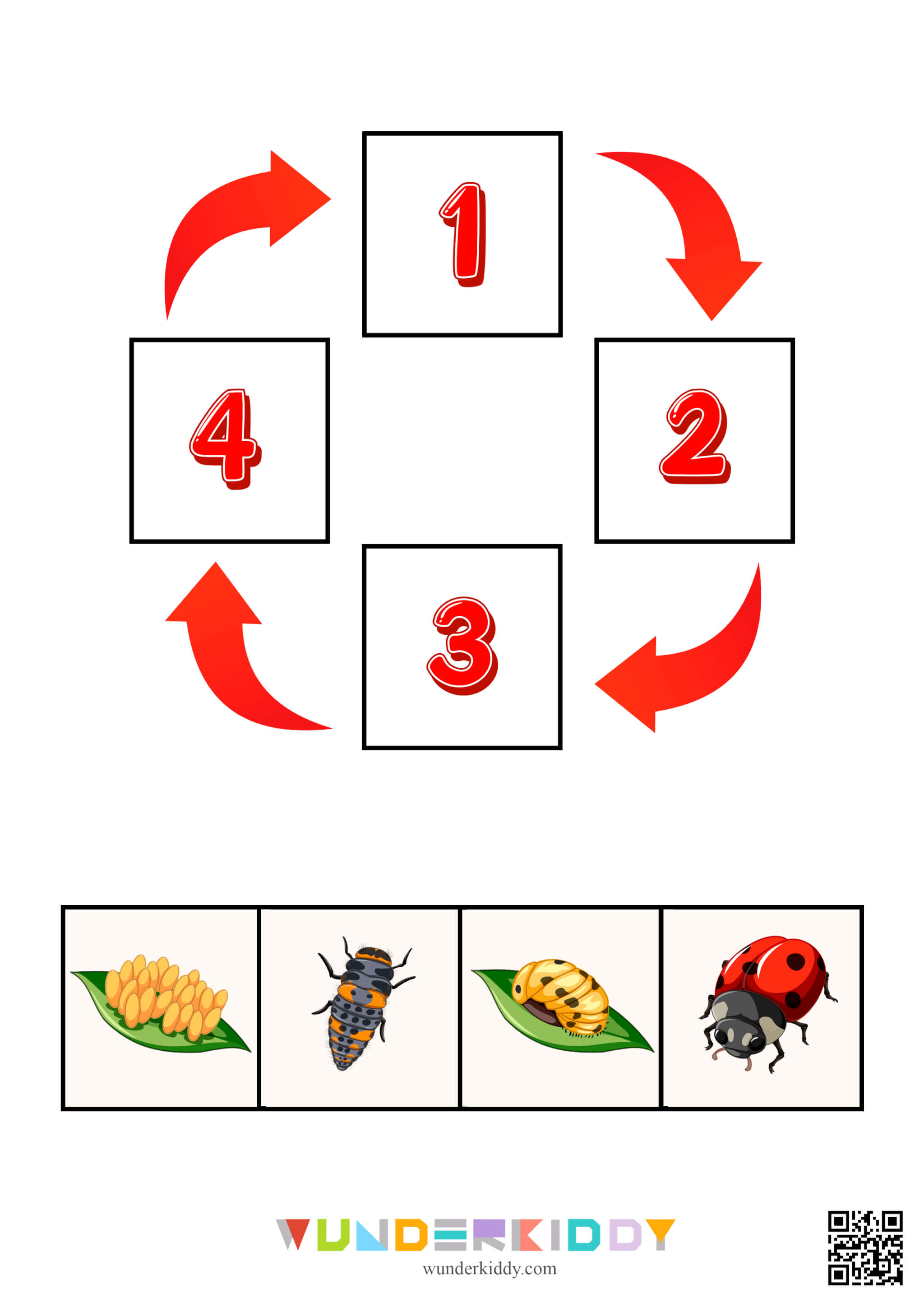 Science Activity Animals and Plants Life Cycle - Image 6