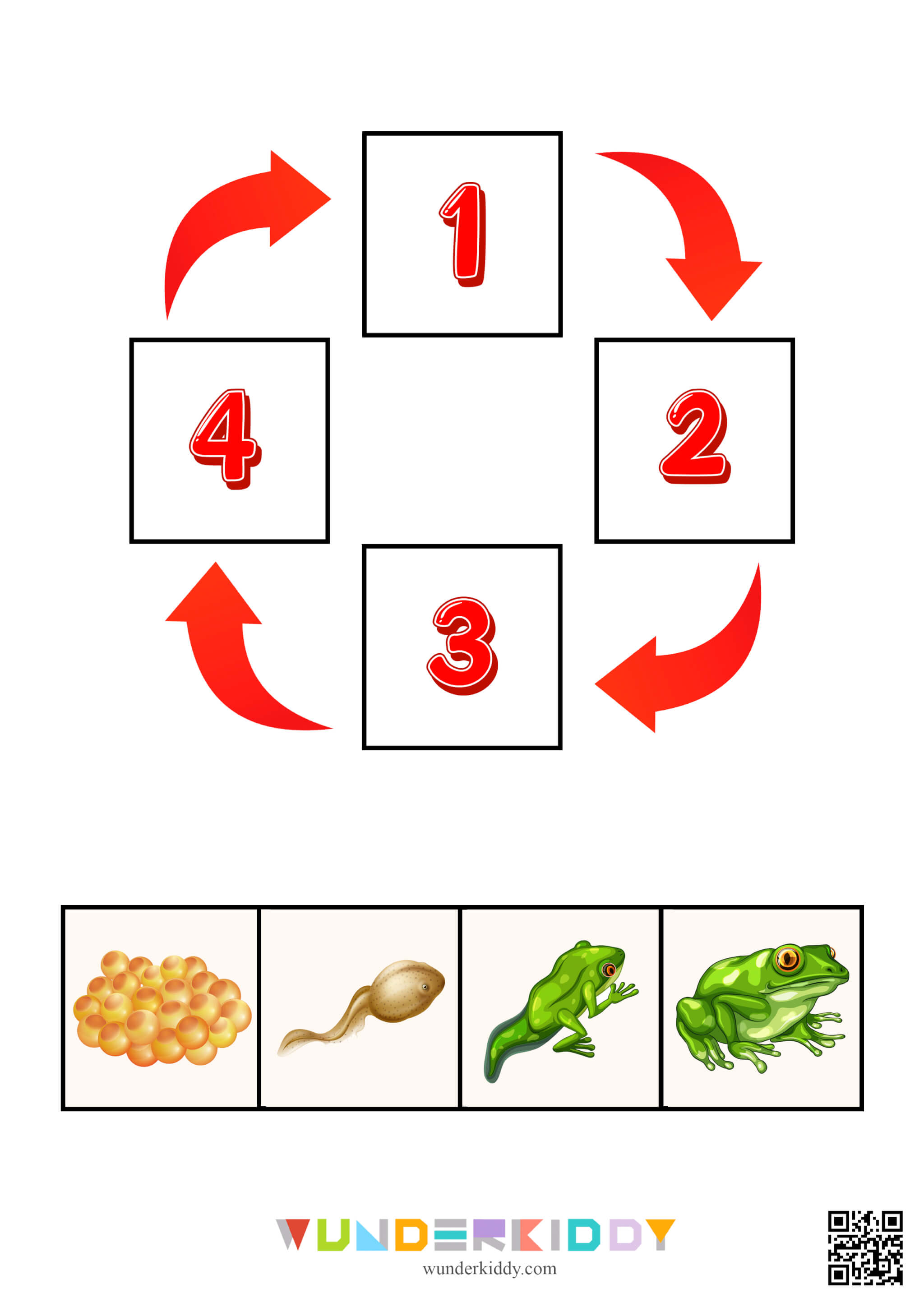 Science Activity Animals and Plants Life Cycle - Image 8